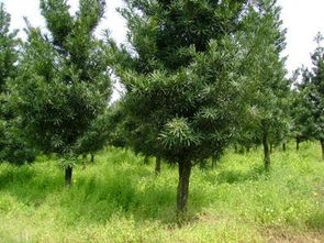 松树间的较量：黄山松与黑松，谁梗胜一筹？