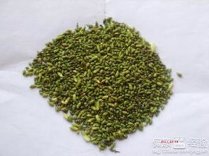 槐米功效揭秘，它对健康有哪些神奇作用