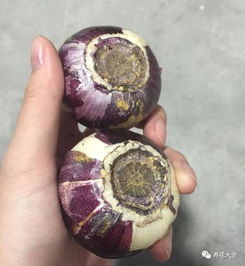 多菌灵泡根的注意事项