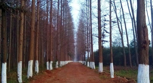 选择行道树的考虑因素