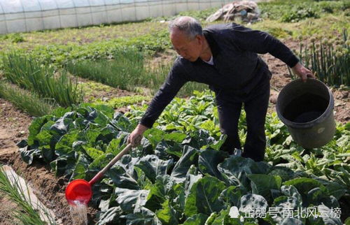 萝卜：冬天的补品