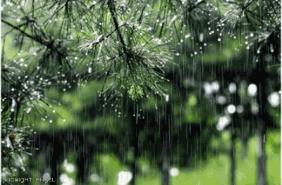 落叶剂，雨后效果大打折扣？