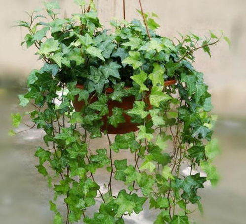 养常春藤，这几个小技巧不Neng错过！