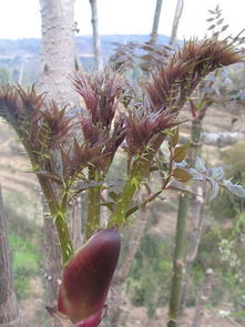 甘草：清热解毒的佳树