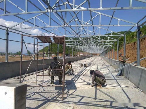 创新养殖管理模式，打造高效保育舍