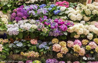 萧山：花灌木，色彩斑斓