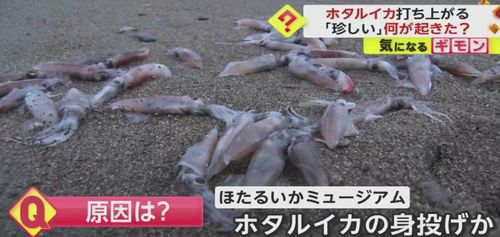乌贼降温保活：探讨乌贼在低温环境下的保鲜技术