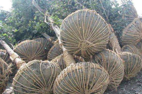 苗木筛选及运输保证措施