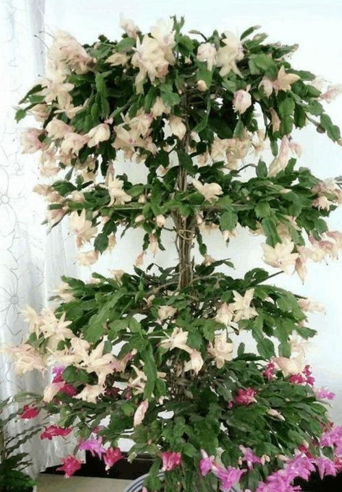 蟹爪兰栽培秘籍：简易养殖技巧与必知禁忌！