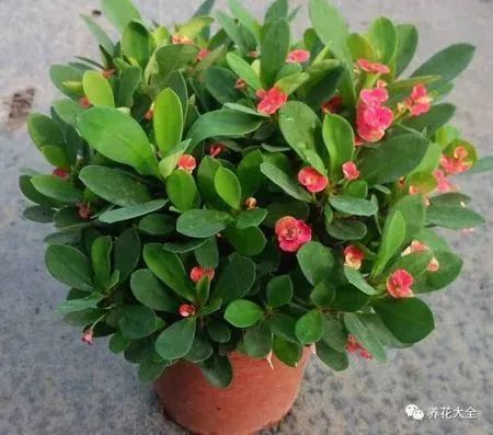 哪些花有毒不能养？这6种花千万要注意了
