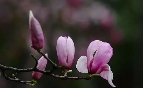 我家玉兰花开啦！