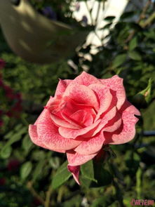 月季花中的亚瑟王宫：柯莱特系列中的明星