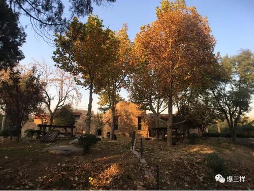 榕树过冬之谜，为何难以抵御寒冷