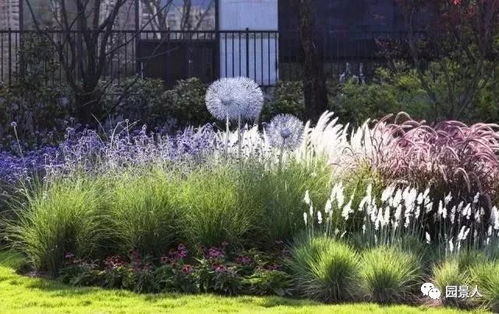 雪松的独特搭配美学