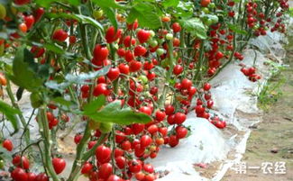 樱桃番茄播种&打顶时机，花卉种植必备技巧！