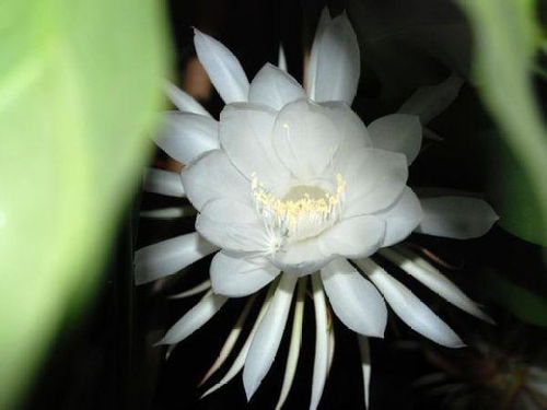 昙花为何突然黄叶枯萎？病虫害防治全攻略有哪些