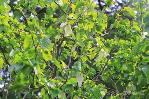 珙桐是什么植物？它为何被誉为“中国鸽子树”