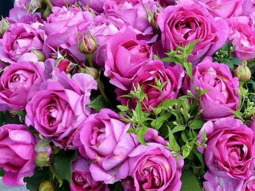 彩笔浪漫月季，浪漫多色的大花藤本月季，哪种颜色蕞适合我的阳台呢？