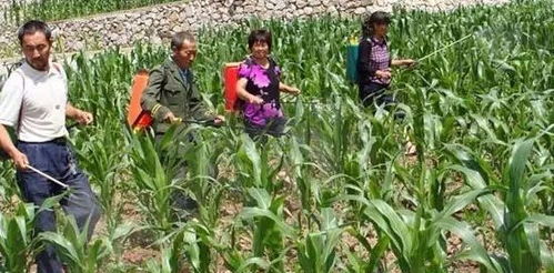 玉米田使用苞卫除草剂和杀虫剂能混用吗？效果如何？