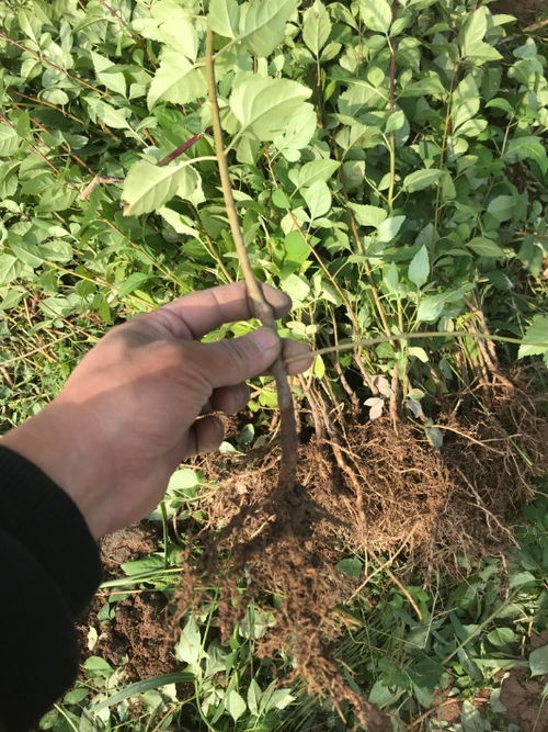 病虫害防治不可忽视