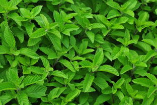 乙草胺与杂草的较量