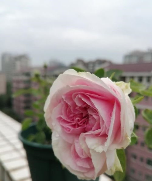 月季换盆， 小心处理根球和土壤，别让根系受委屈