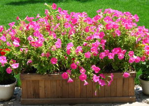 光照需求要了解