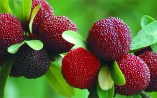 杨梅种子催芽的温度范围