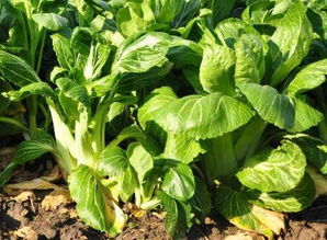 长沙夏日菜园，哪些蔬菜Zui相宜？