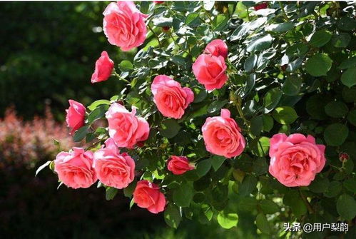 月季喷药：药剂选择大揭秘