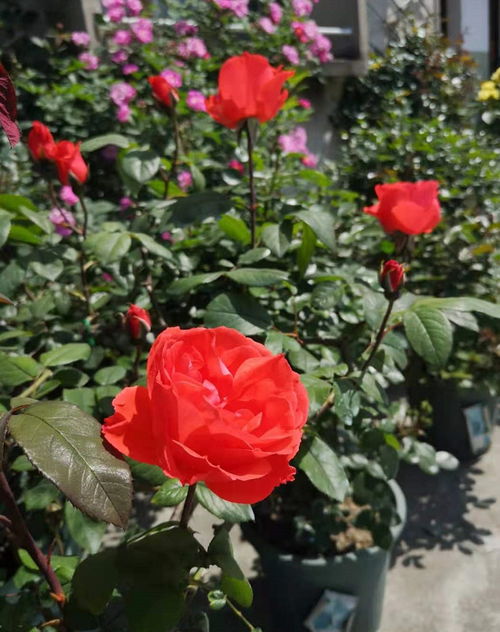 光照不足， 月季花会“感冒”