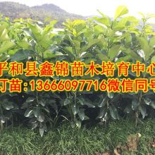 蜜柚产地水果苗批发