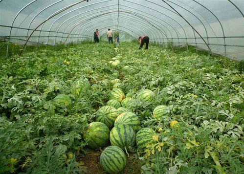 西瓜地里打除草剂的小窍门， 让你轻松除草