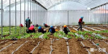 打井后的生活变化