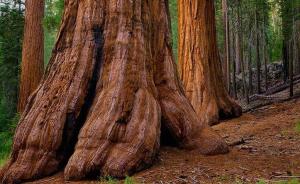 中国林业科学家的新发现：基因调控与树木增粗