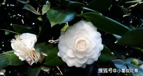 茶花——酸性的魅力之花