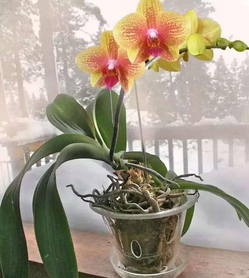 种植的误区：种子的真假