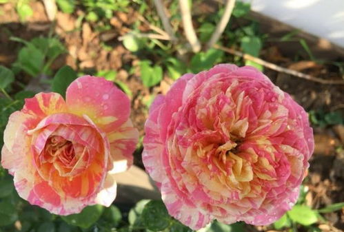 夏天养月季，浇水有讲究