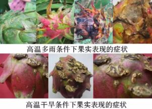 夏季火龙果溃疡病是火龙果常见病害