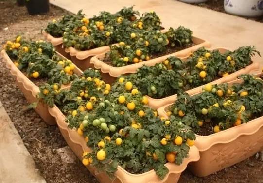 米兰：花香四溢， 让阳台变得温馨