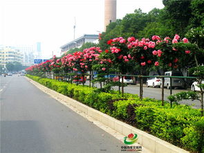 南阳月季， 花开世界