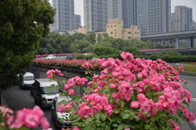 月季园， 赏花Zui佳线路