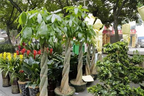 家里适合养发财树，但需注意摆放禁忌