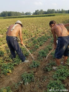 全国七大种苗基地大盘点