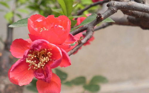 海棠的花色美得像彩虹