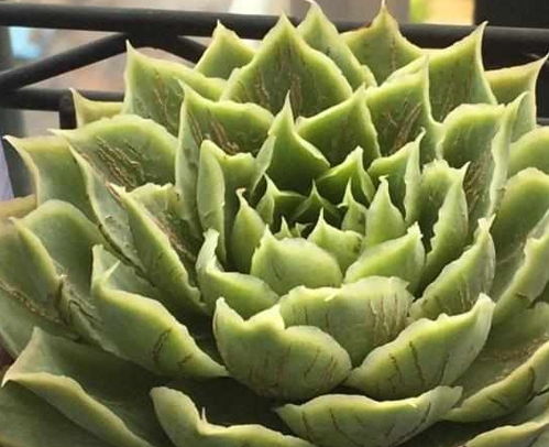 多肉植物生长需要什么类型的肥料？