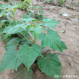 梓树种子一斤大约有多少粒？