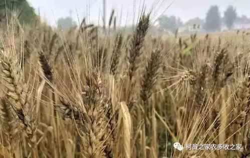 丙环唑的神奇效果，你知道多少？