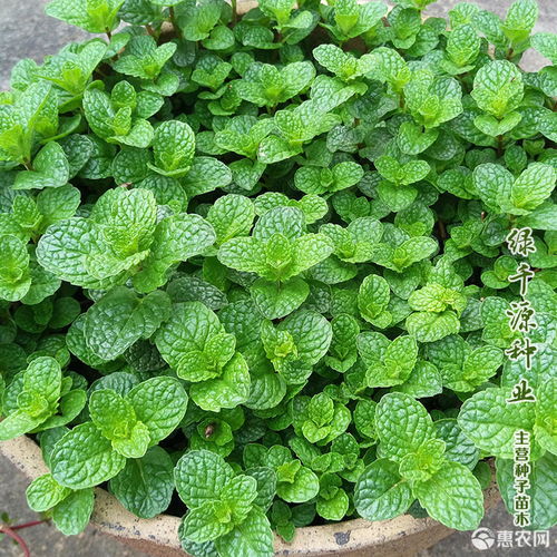 播种大法：如何让薄荷种子顺利发芽