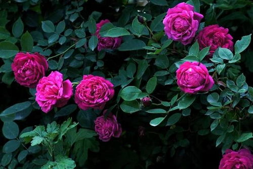 修剪残花，让蔷薇焕发新生